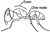 Carpenter Ant