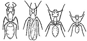 Carpenter Ant Sizes