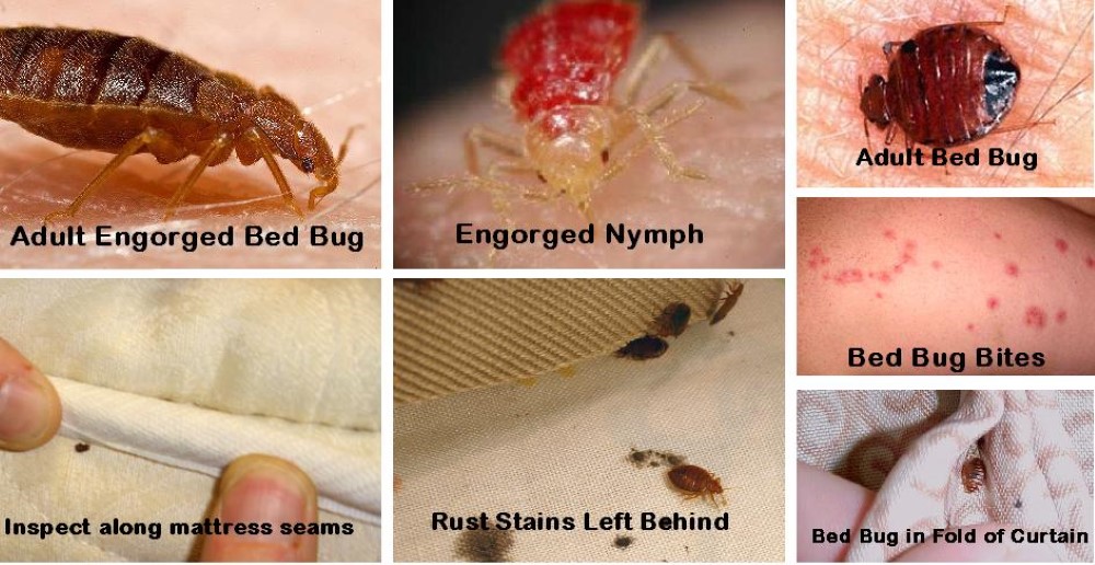 how are bed bugs created