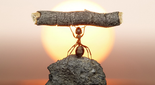 Ants can lift up to 5,000 times their own body weight, new study
