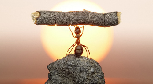 Ants can lift up to 5,000 times their own body weight, new study suggests -  PCT Magazine - Muskoka Pest Control