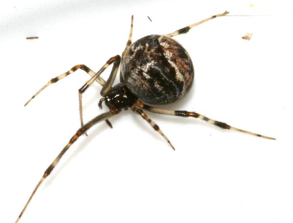 Common House Spider