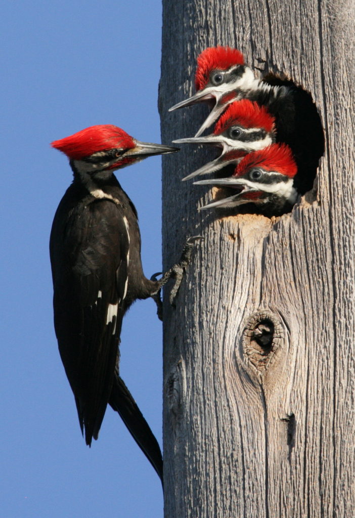 Woodpeckers can do damage to your cottage Muskoka Pest Control