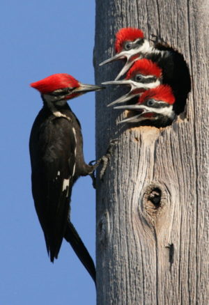 Pileated Woodpecker